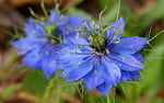 Blue Nigella Jekyll Flower Seeds for Planting - 100 seeds for planting in home garden