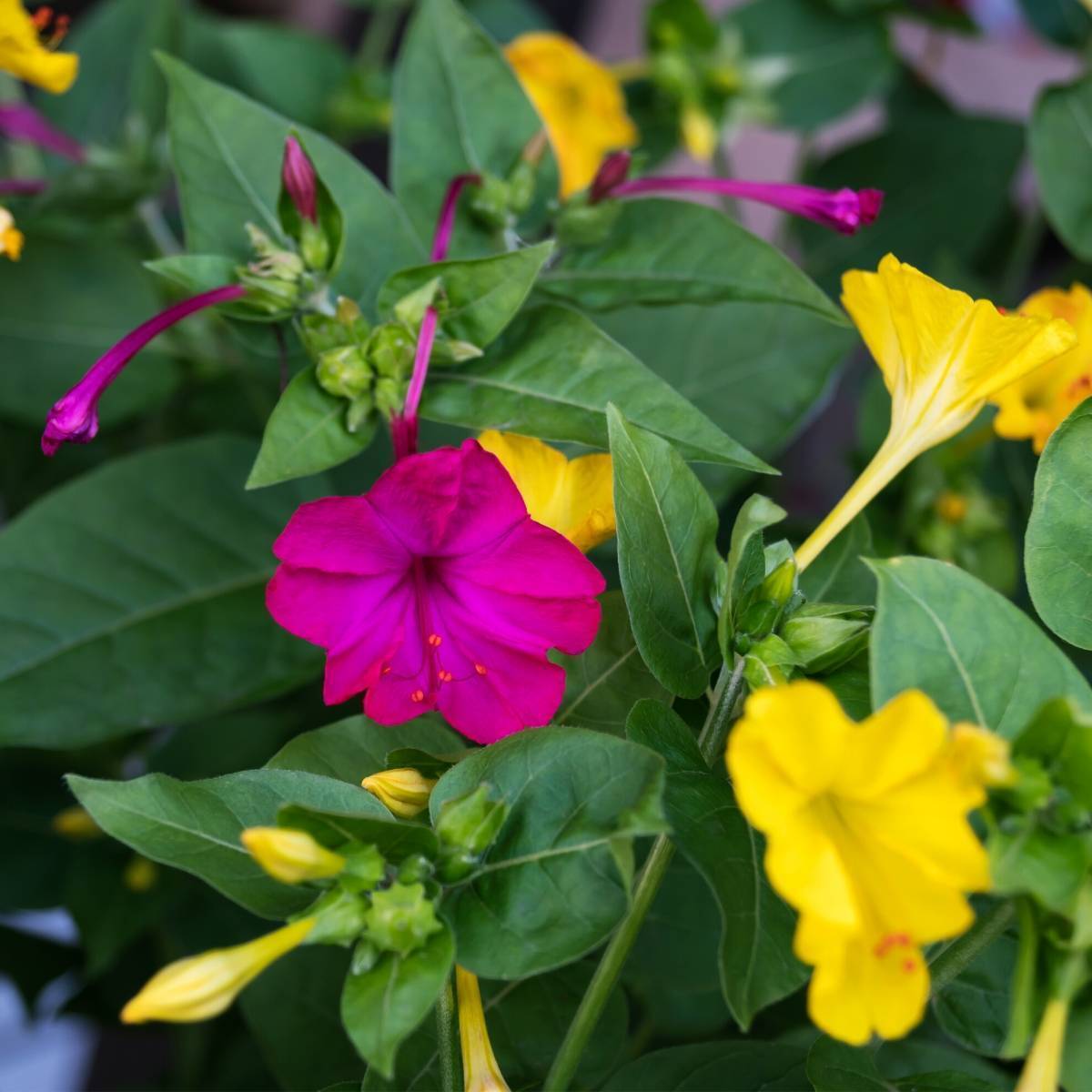 Four O'Clocks Tall Mix Seeds