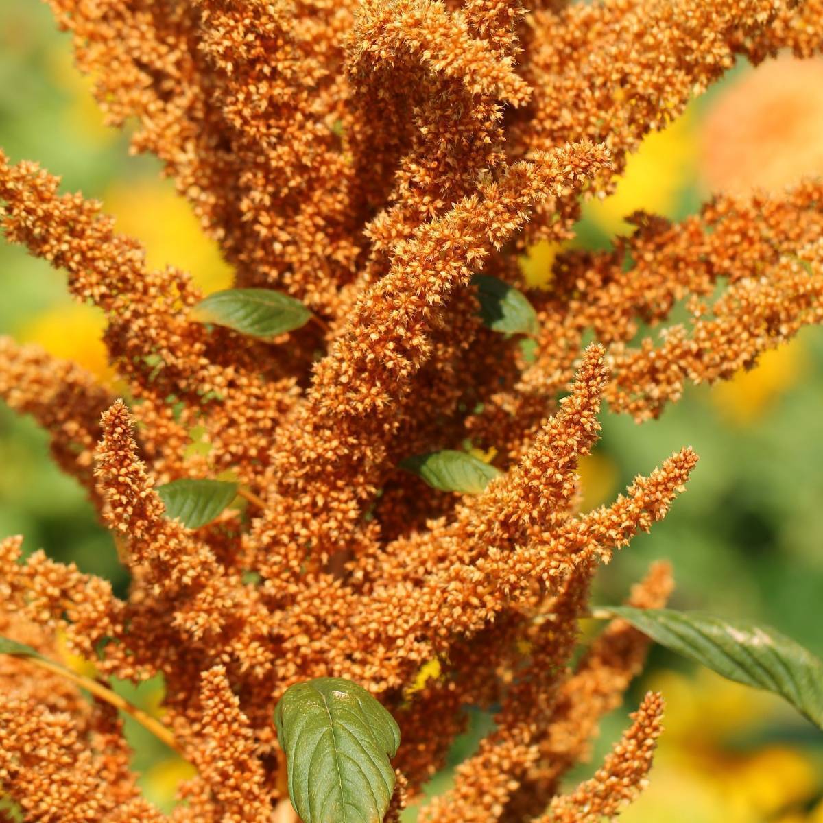 Grain Amaranth Seeds