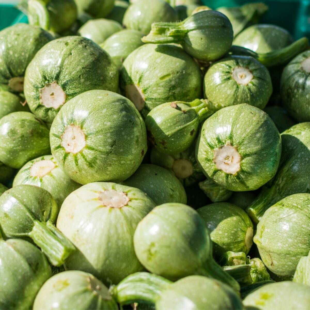 Ronde De Nice Zucchini Seeds