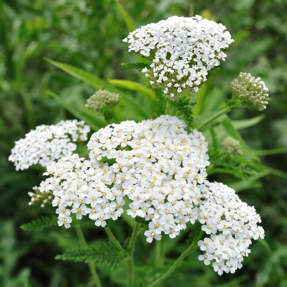 Yarrow (Achillea millefolium) Seeds