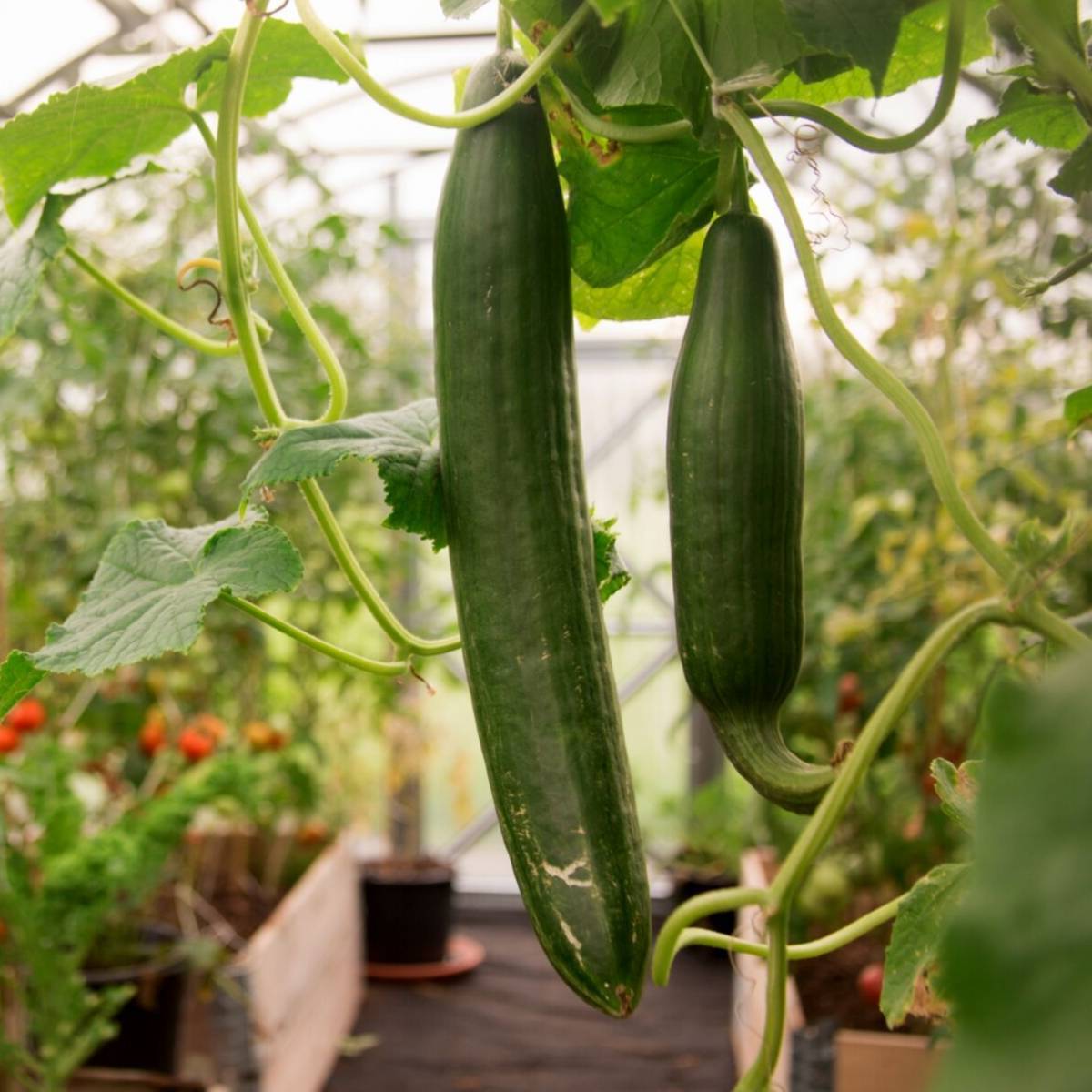 Tendergreen Burpless Cucumber Seeds