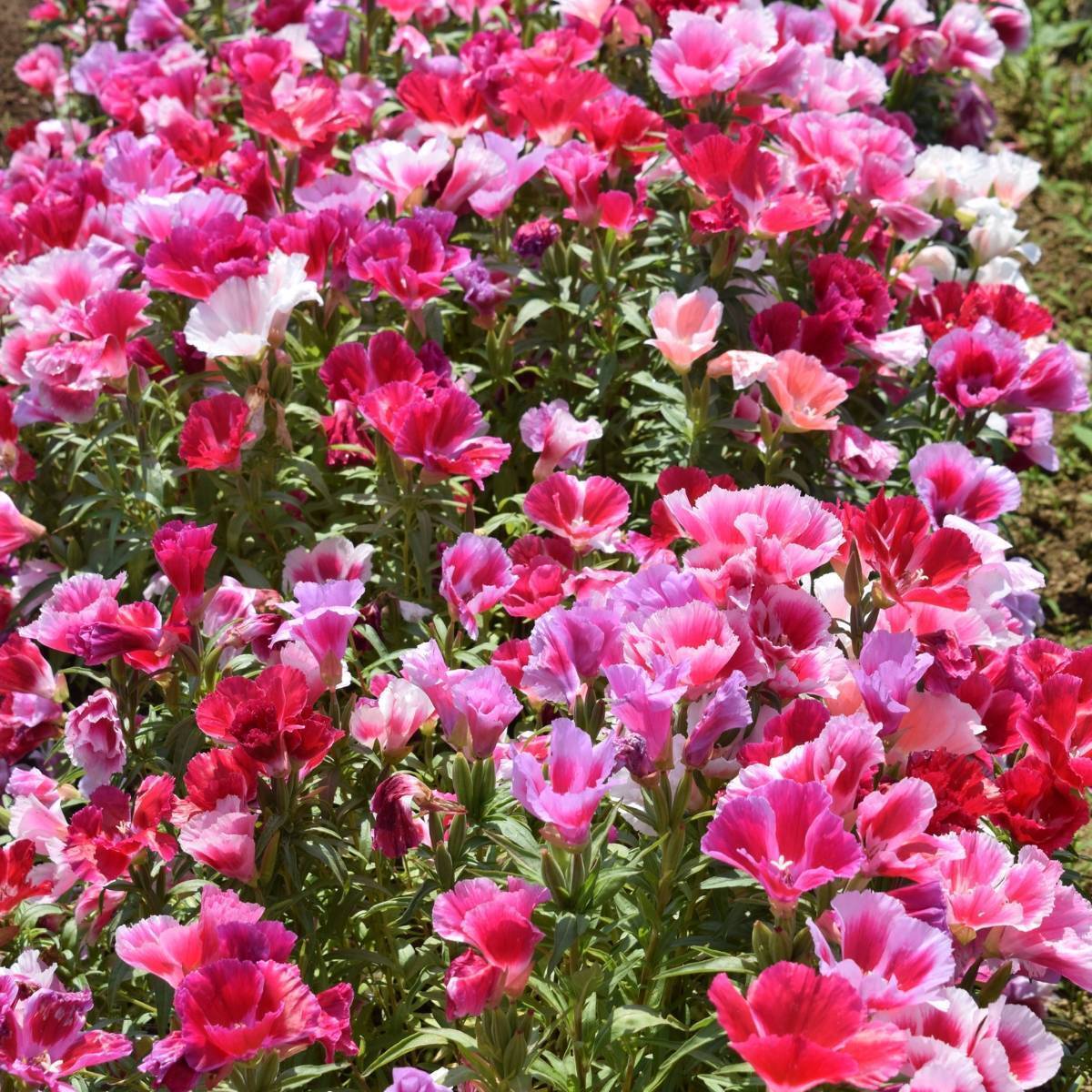 Godetia Azalea Double Flowered Mix Seeds