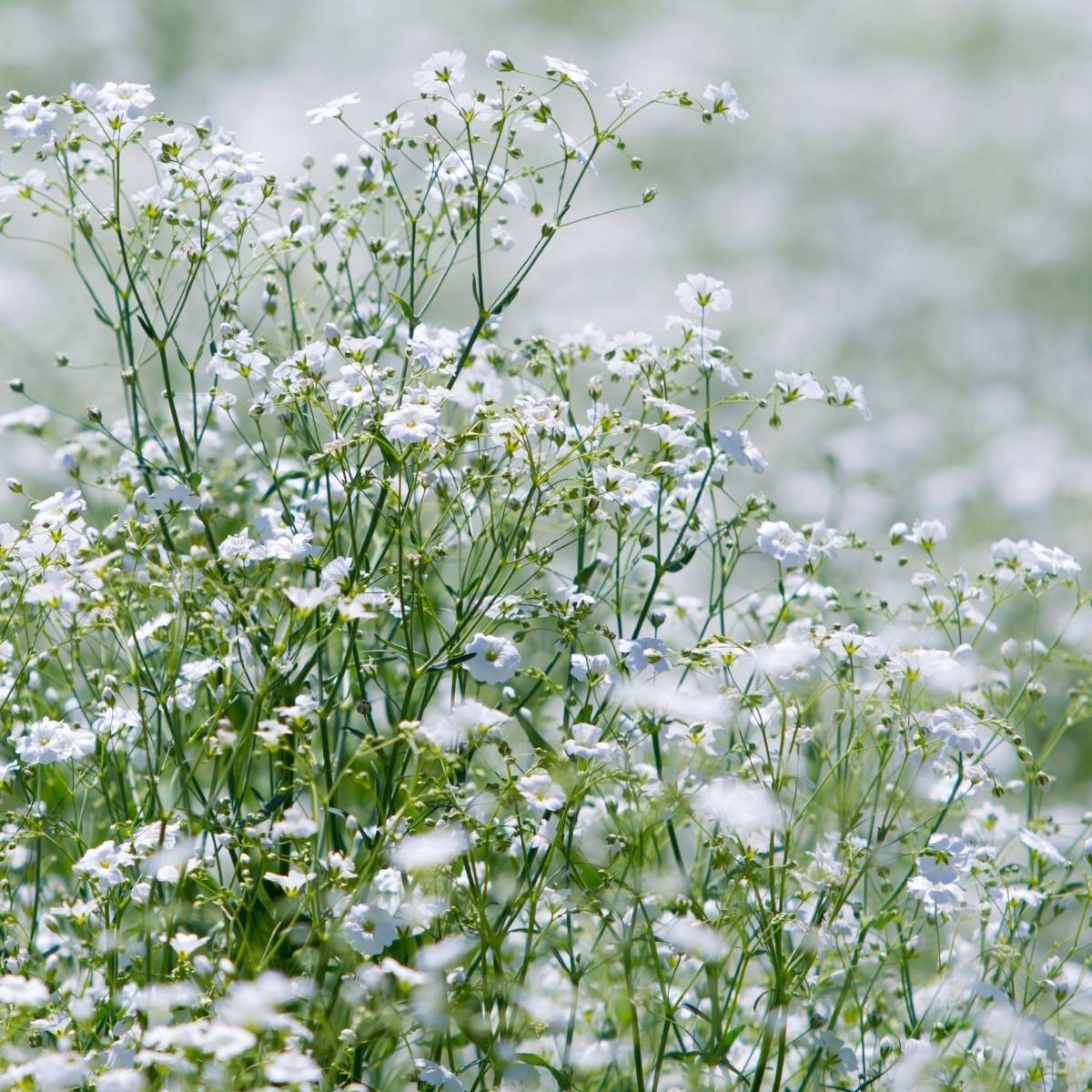 Gypsophila Covent Garden Seeds