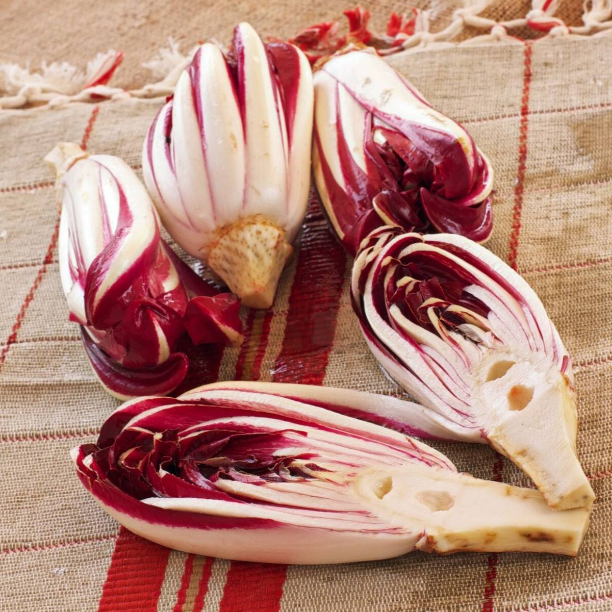 Treviso Red Chicory Seeds