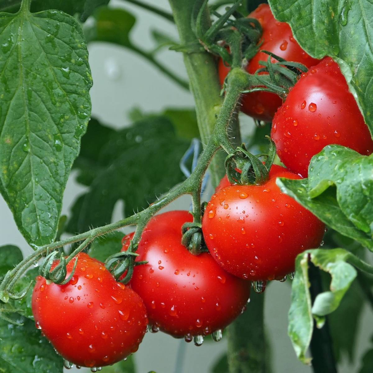 Grosse Lisse Tomato Seeds