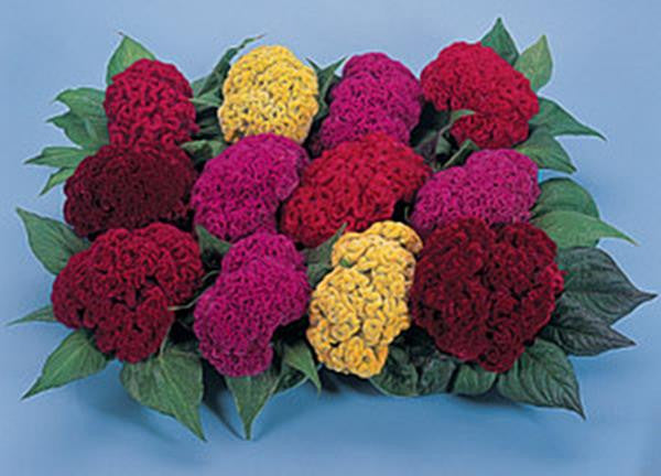 Celosia Amigo Mix Seeds for Colorful Garden Flowers