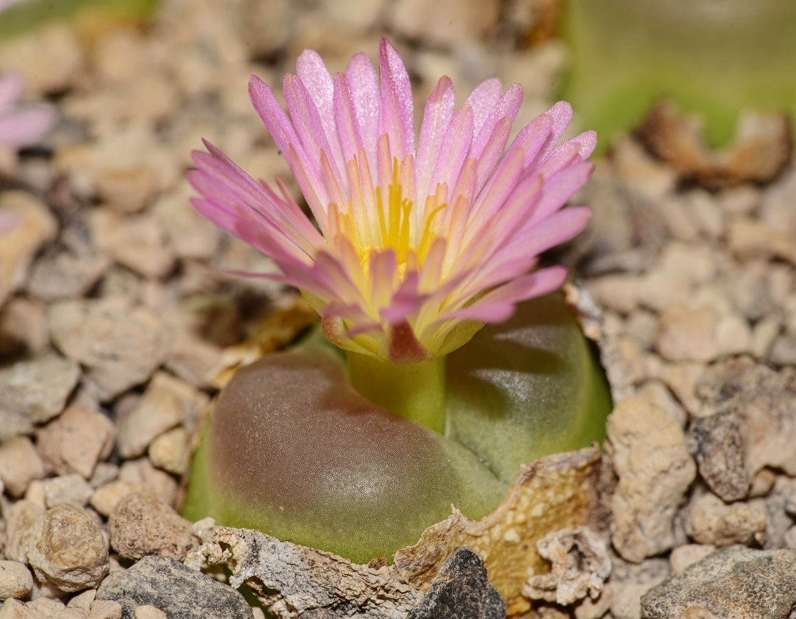 Conophytum Ratum Seeds – Hardy Succulent Variety-Heirloom & Non-GMO Seeds for planting – Fresh Herb for Your Garden
