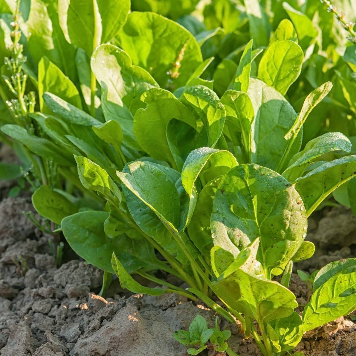 Sorrel Seeds