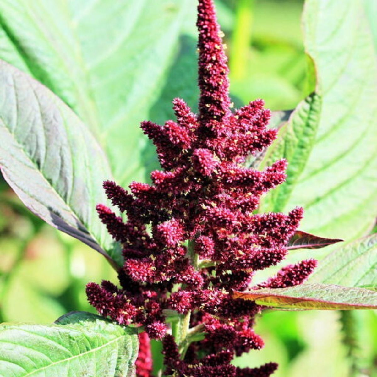 Amaranth Pygmy Torch Seeds