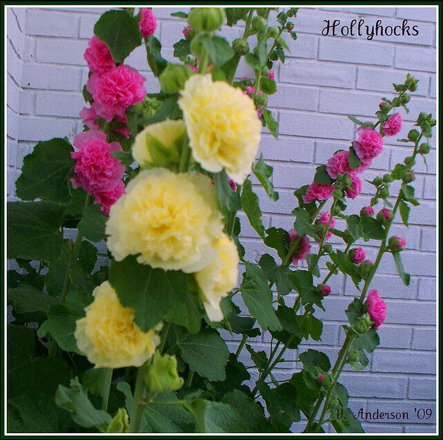 Hollyhock Chaters Double Mix Seeds