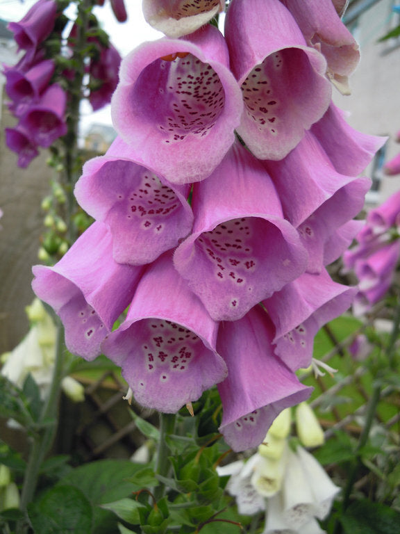 Foxglove Seeds (Dwarf) - Foxy Mix Seeds