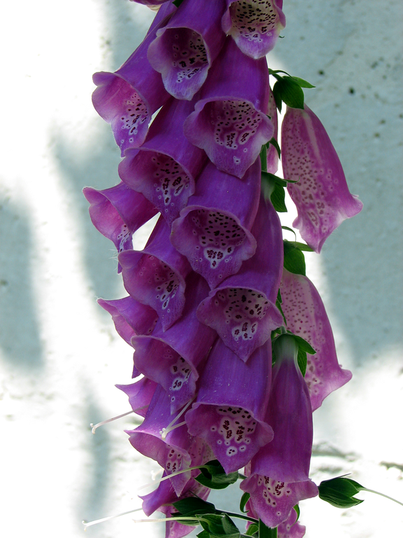 Foxglove Seeds (Dwarf) - Foxy Mix Seeds