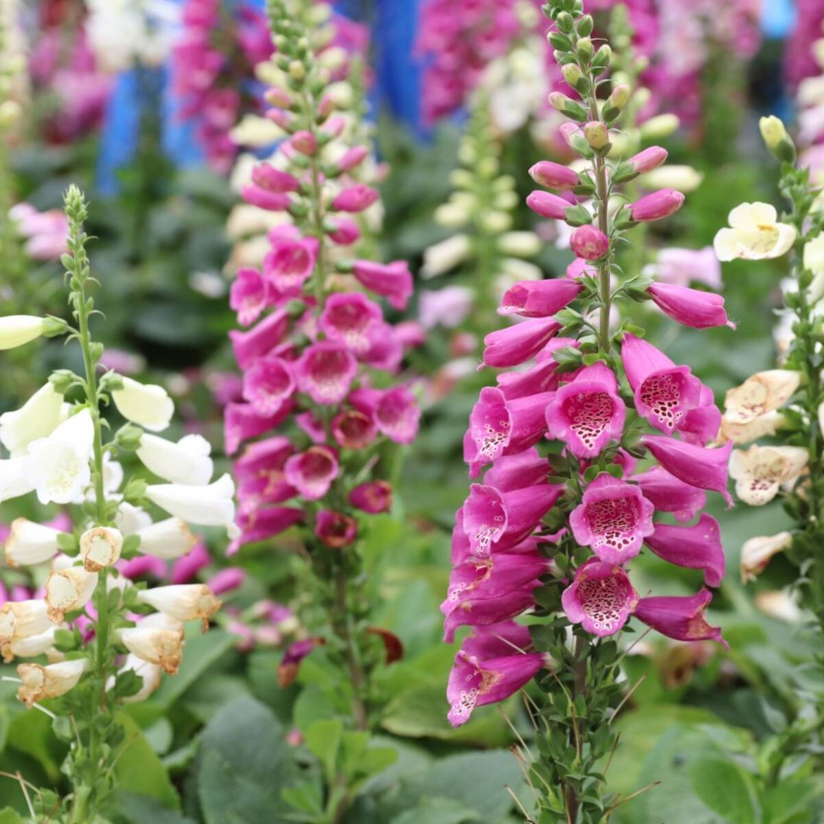 Foxglove Foxy Seeds