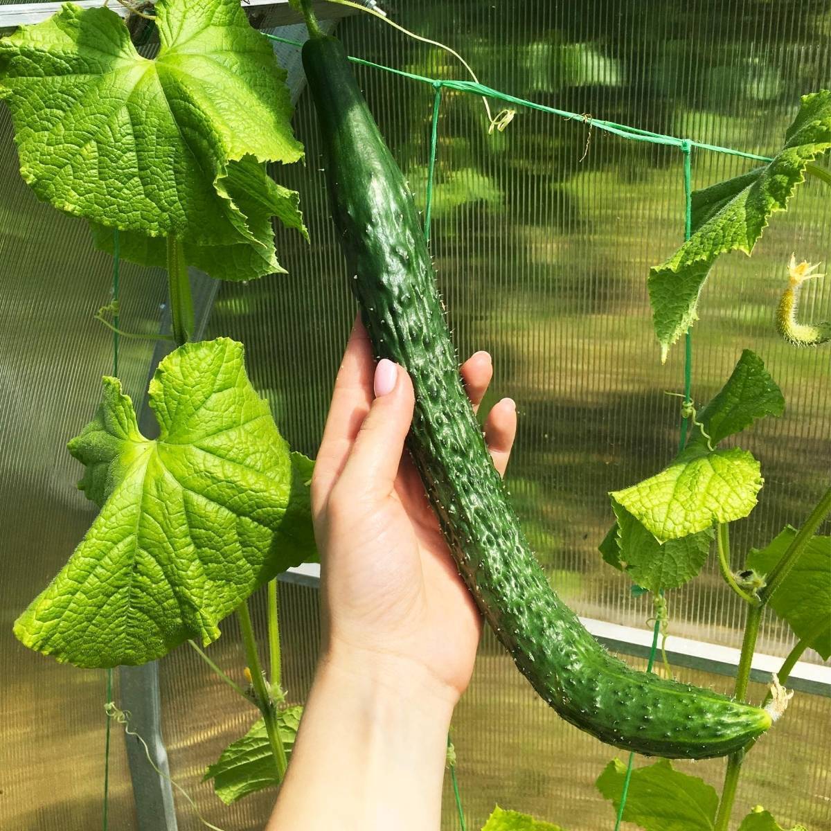 Chinese Snake Cucumber Seeds