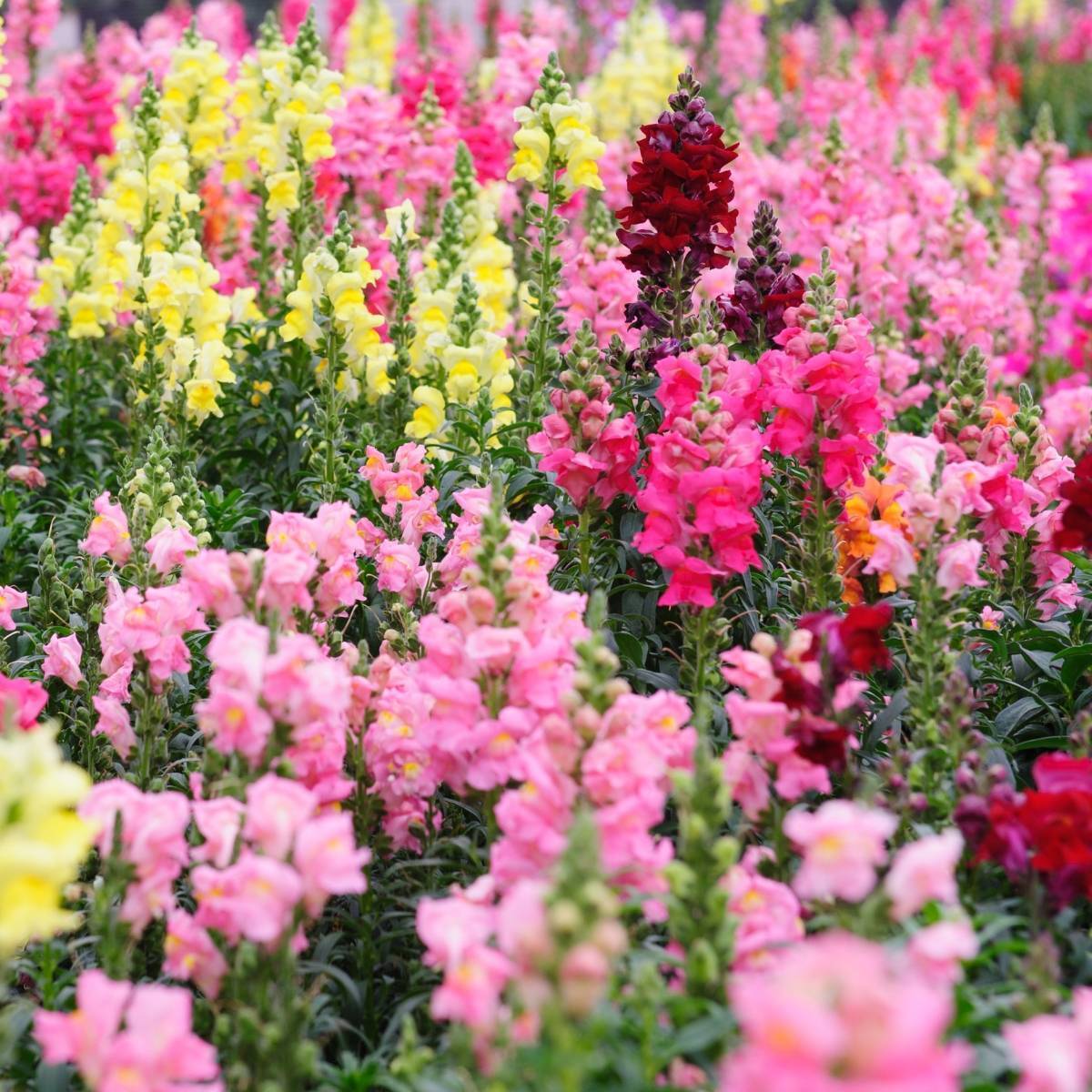 Snapdragon Magic Carpet Seeds