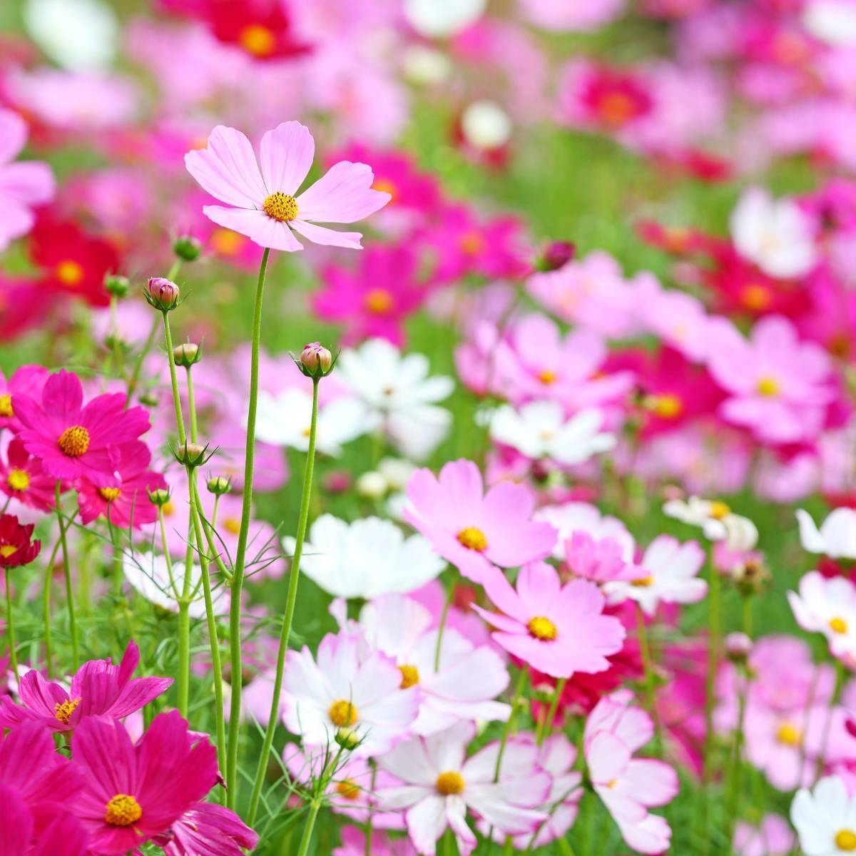 Cosmos Sensation Mix Seeds