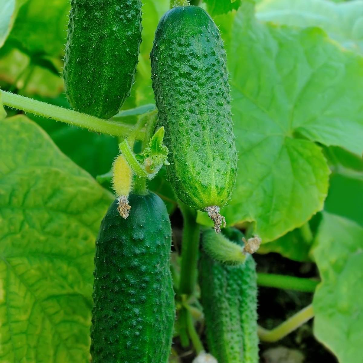 Spacemaster Cucumber Seeds