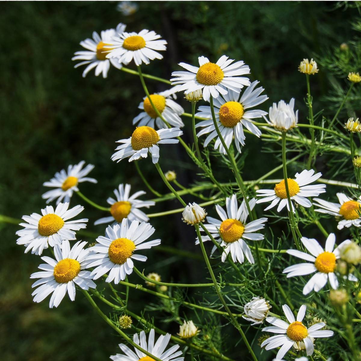 German Chamomile Seeds