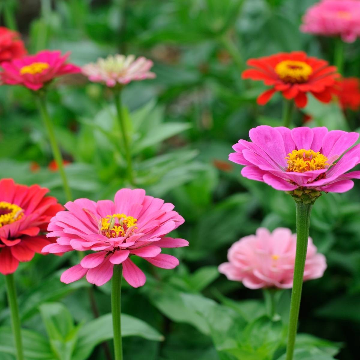 Zinnia Thumbelina Dwarf Mix Seeds