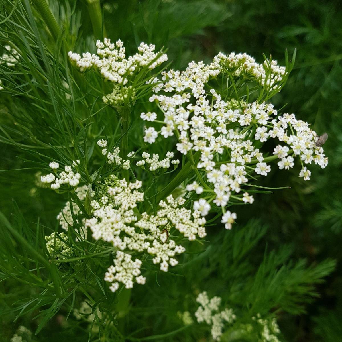 Caraway Seeds