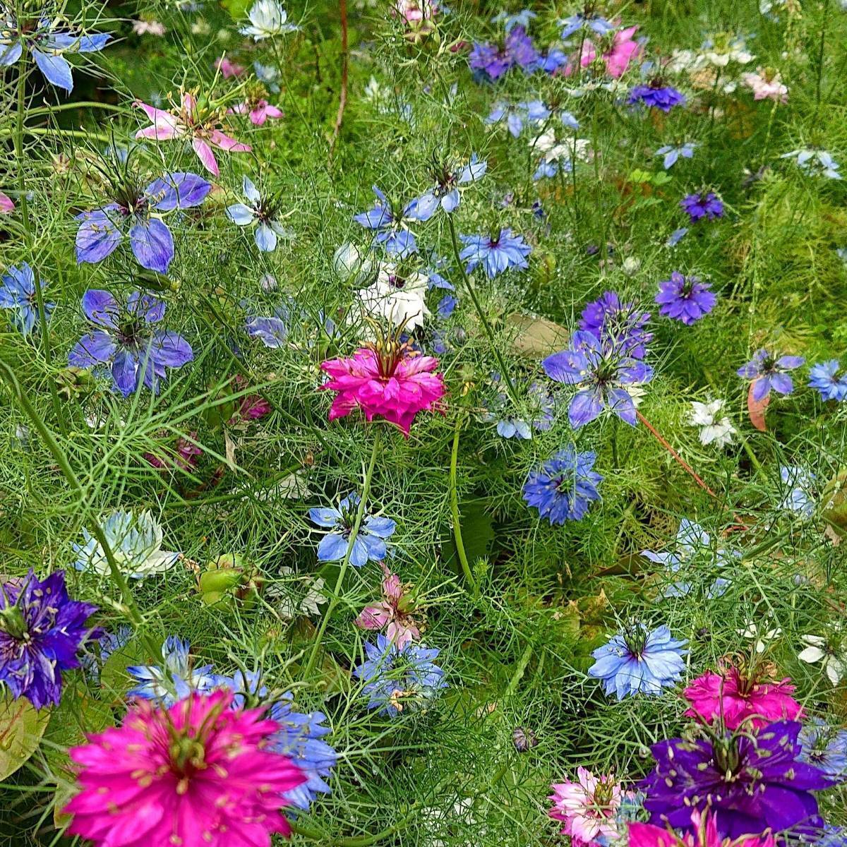 Nigella Persian Jewels Mix Seeds