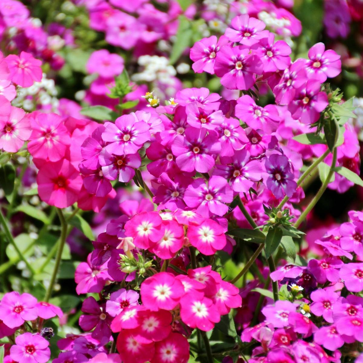 Phlox Cecily Mixed Seeds