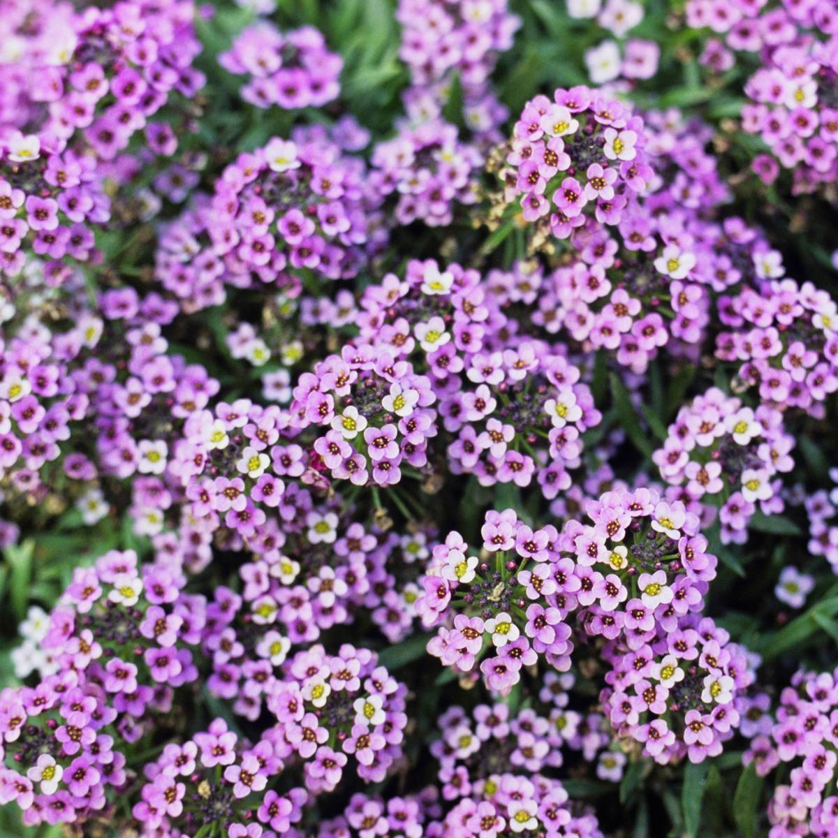 Alyssum Royal Carpet Seeds