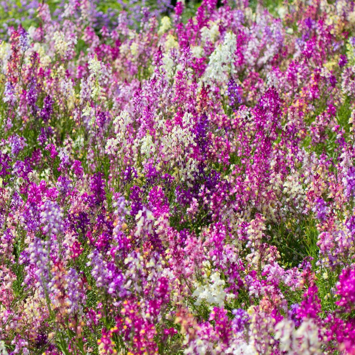 Linaria Fairy Bouquet Mixed Seeds