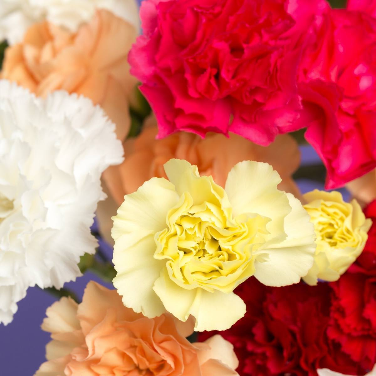 Carnation Chabaud Superb Finest Mix Seeds