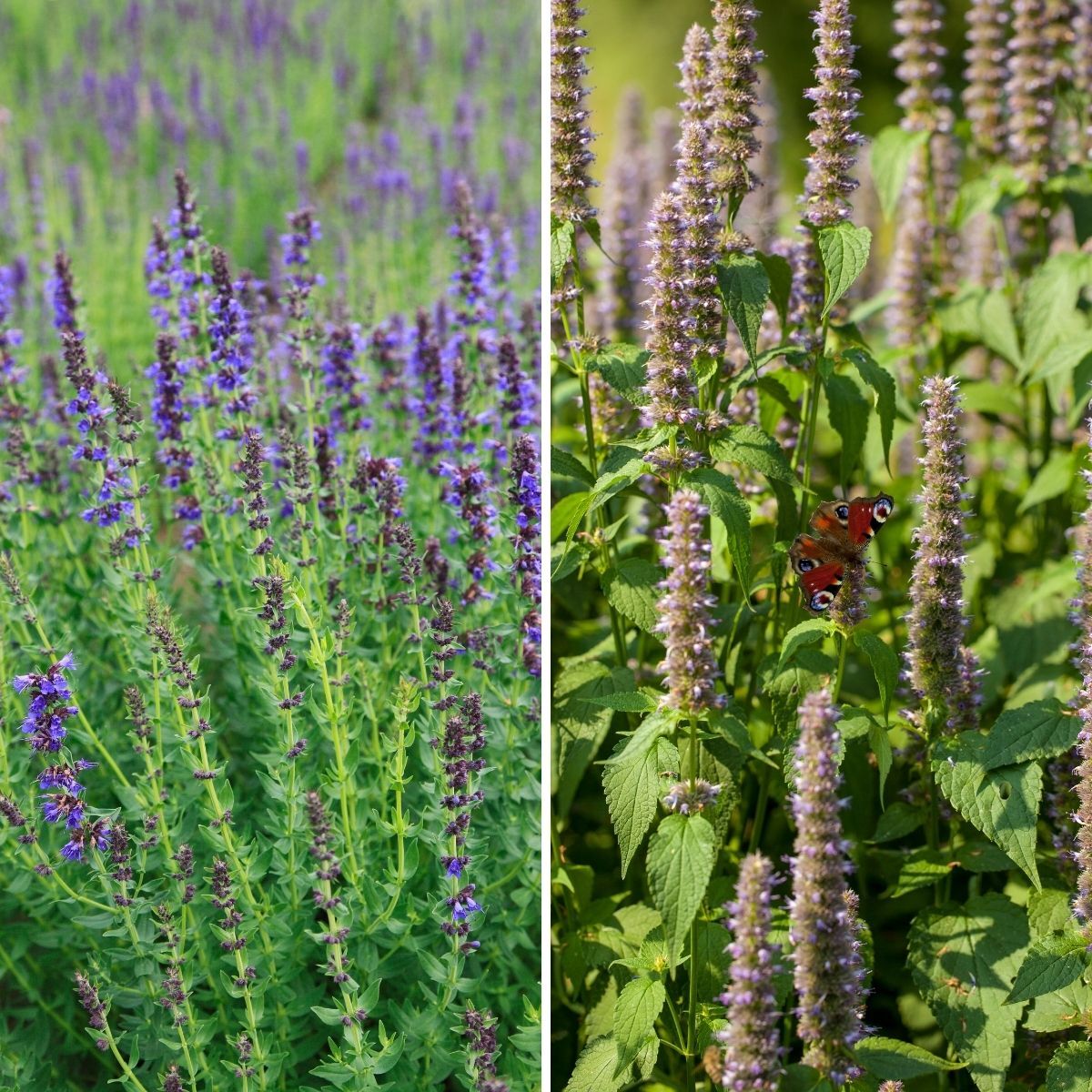 Hyssop Mexican Giant Seeds