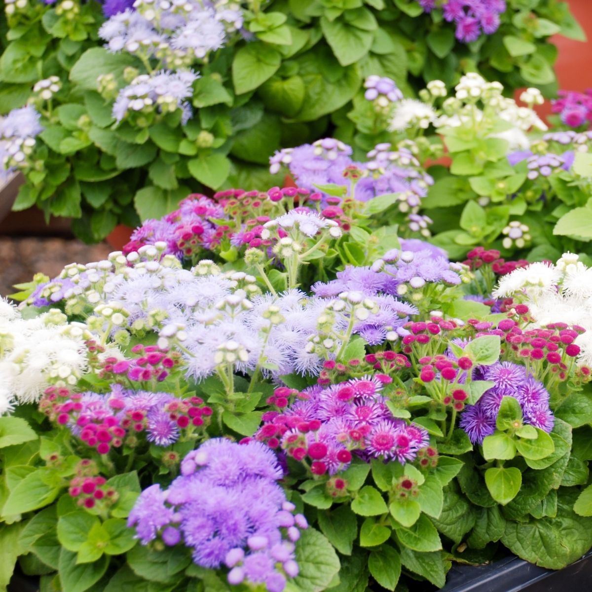 Ageratum Ball Mix Seeds