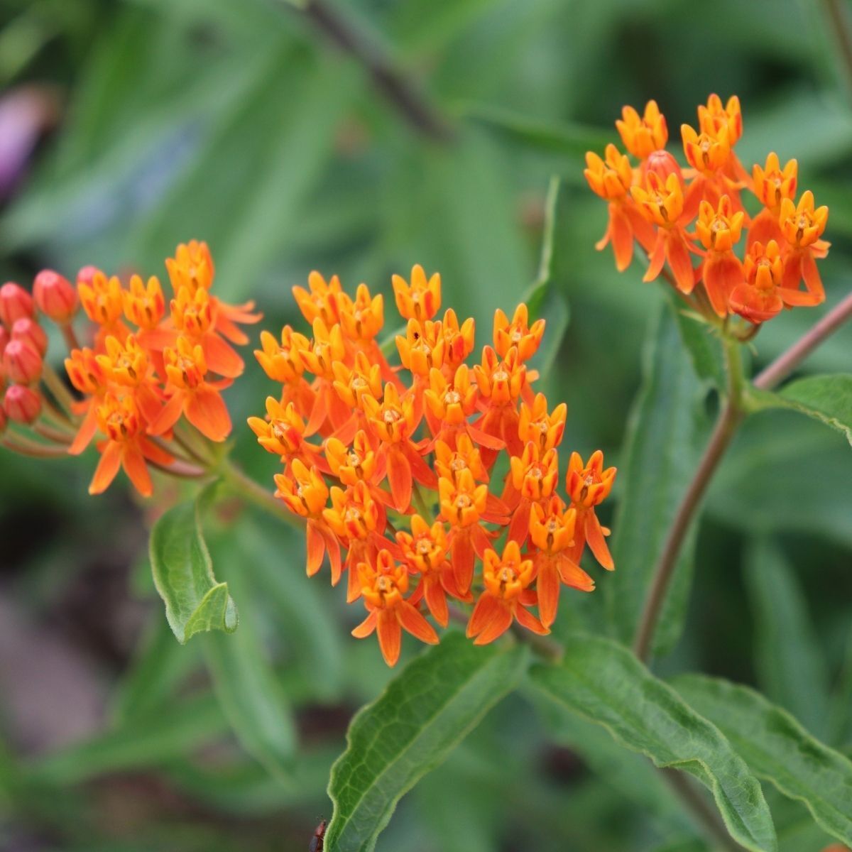 Butterfly Weed Seeds