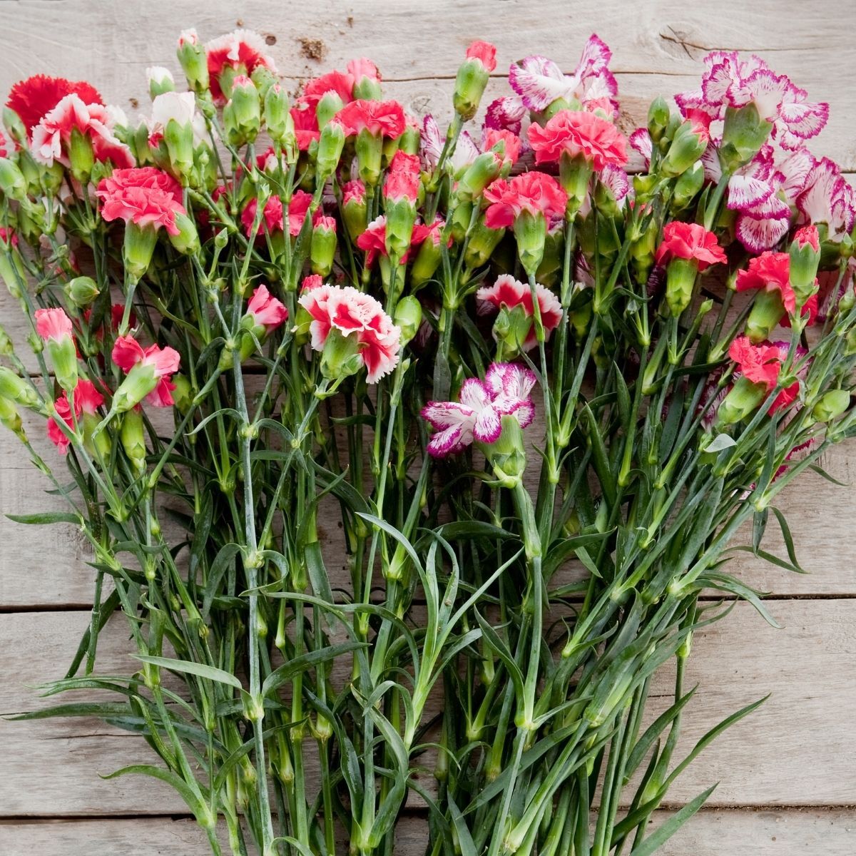 Carnation Enfante de Nice Mix Seeds