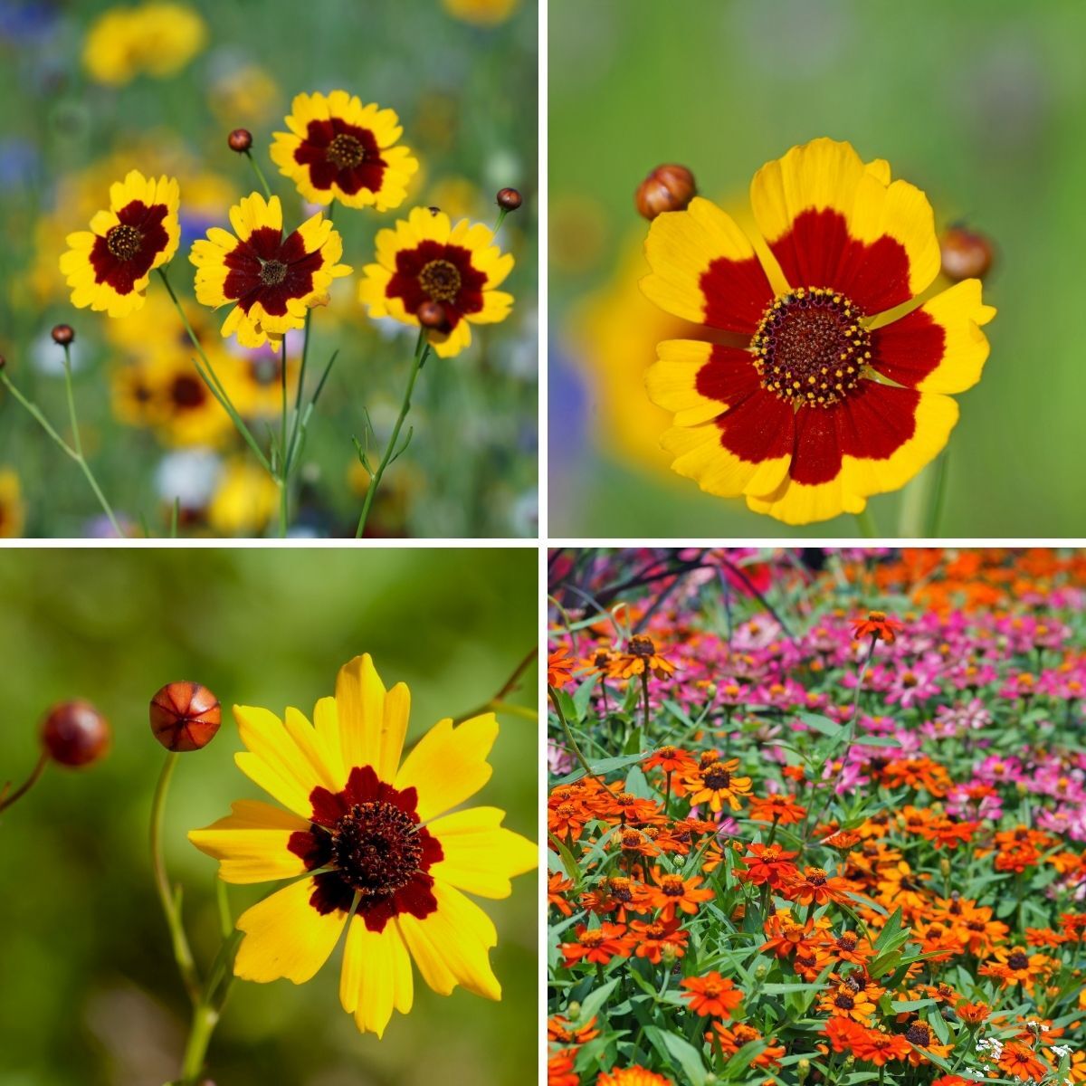 Coreopsis Dwarf Radiata Mix Seeds