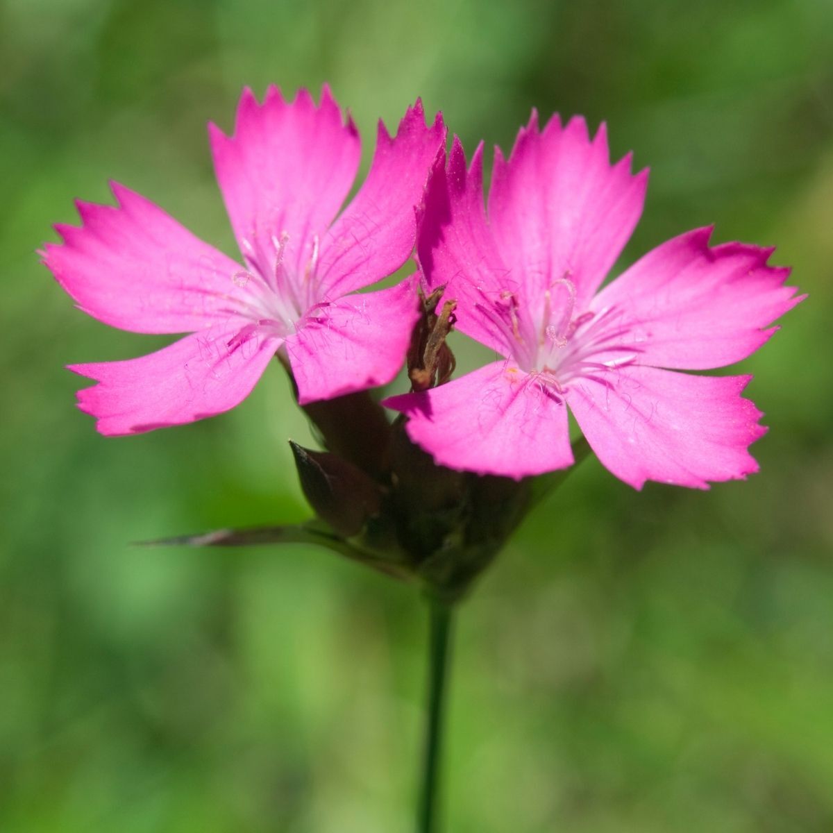 Carthusian Pink Seeds