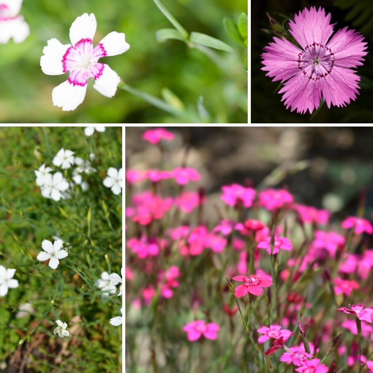 Dianthus Microchip Mix Seeds