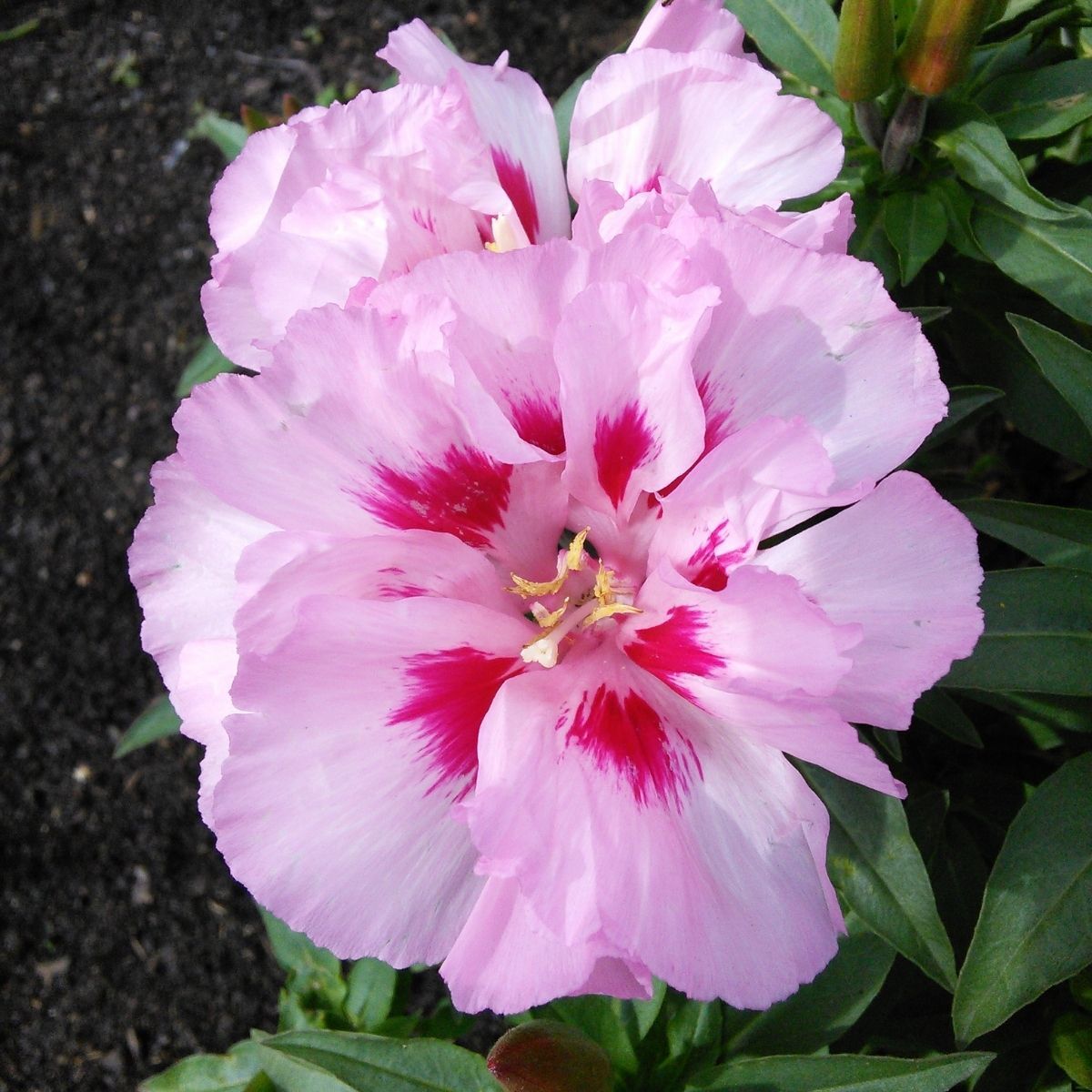 Godetia Azalea Maiden Blush Seeds