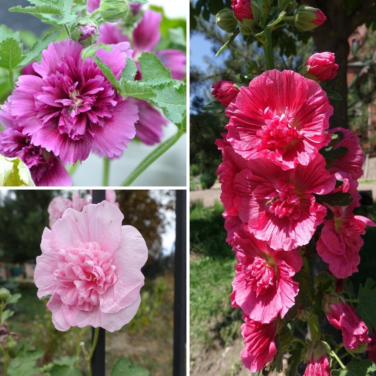 Hollyhock Queeny Mix Seeds