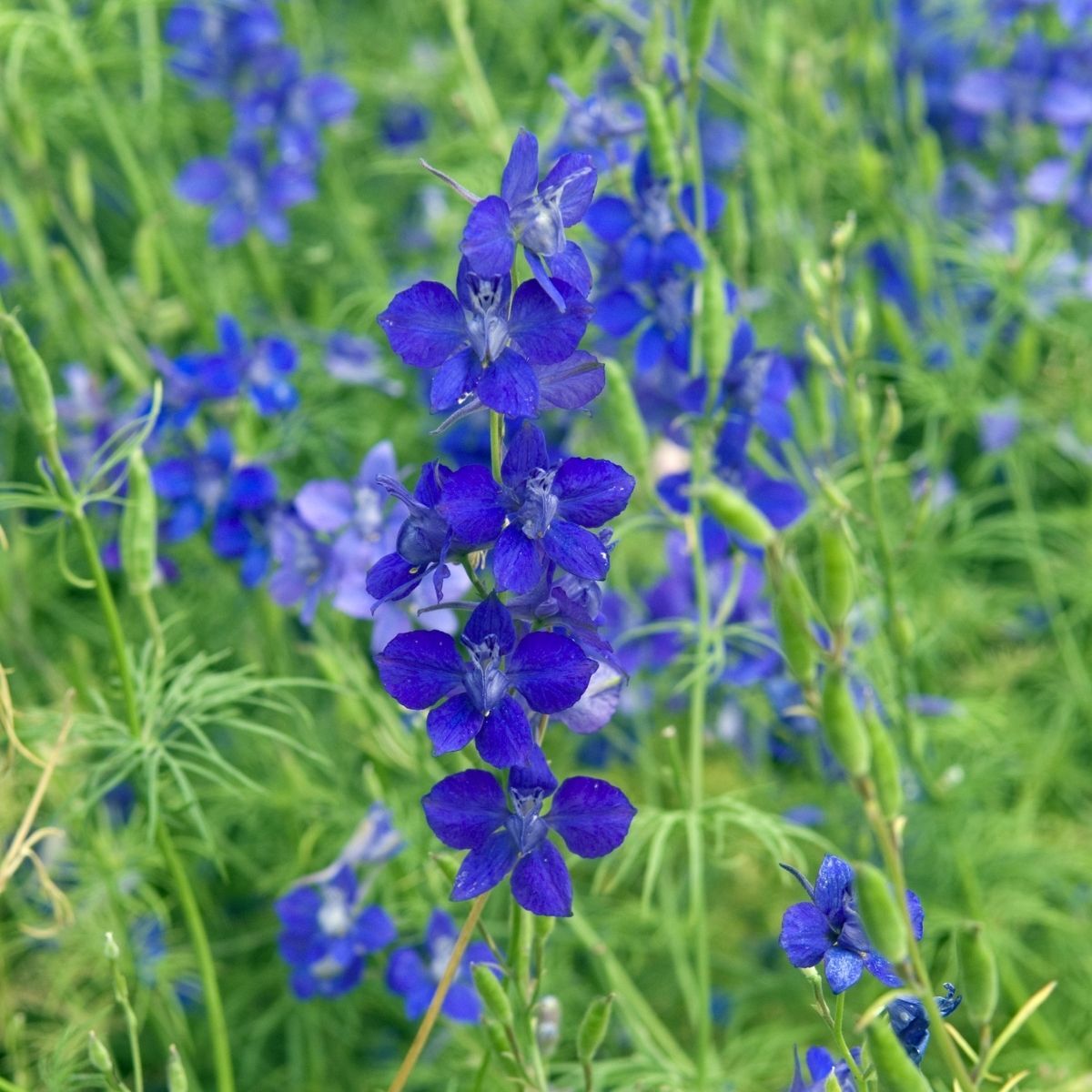 Larkspur Blue Cloud Seeds