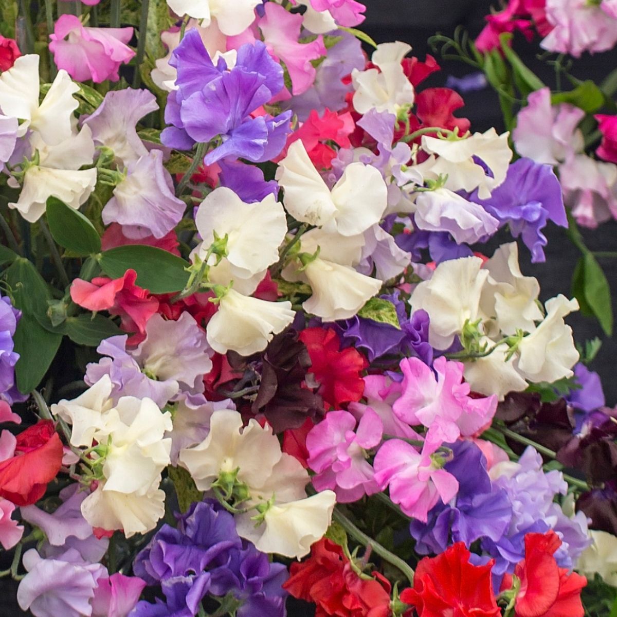 Sweet Pea Little Sweetheart Mix Seeds