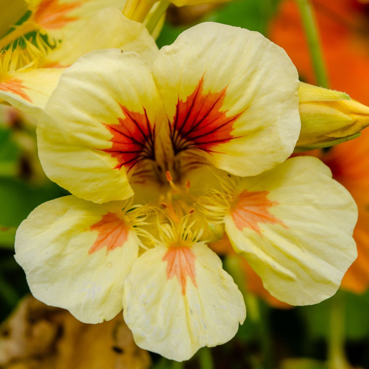 Nasturtium Peach Melba Seeds