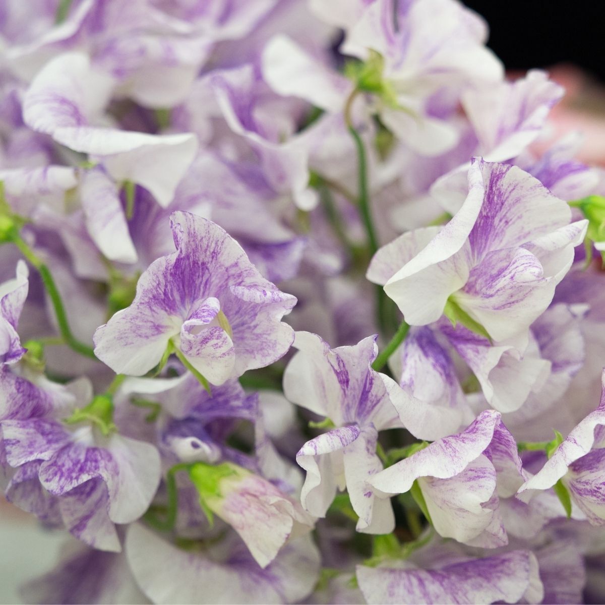 Sweet Pea Streamers Lavender Seeds