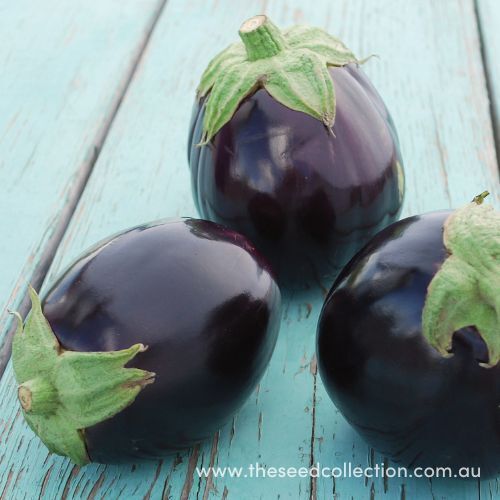 Aswad Eggplant Seeds