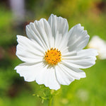 White Cosmos Flower Seeds for Planting – Non-GMO, Heirloom, Vibrant Garden Blooms for planting in home garden