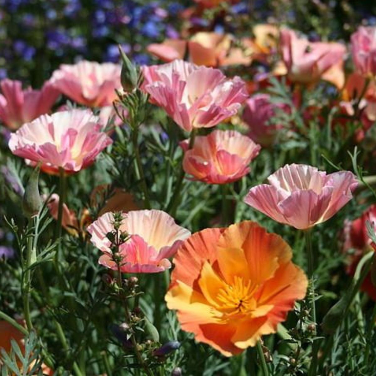 Californian Poppy Apricot Chiffon Seeds