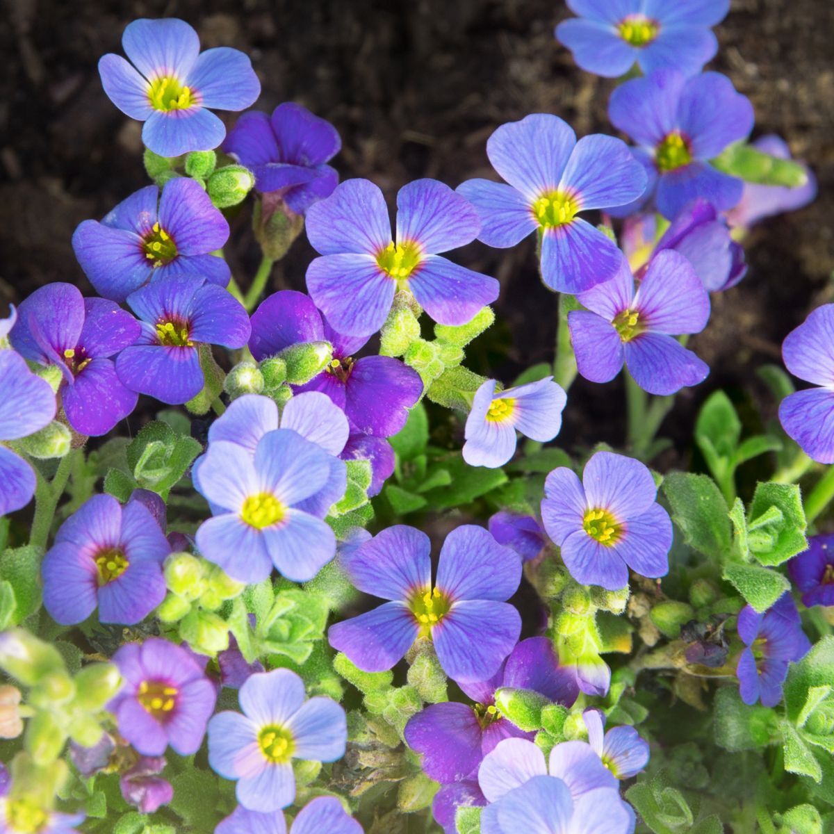 Aubretia Blue Seeds