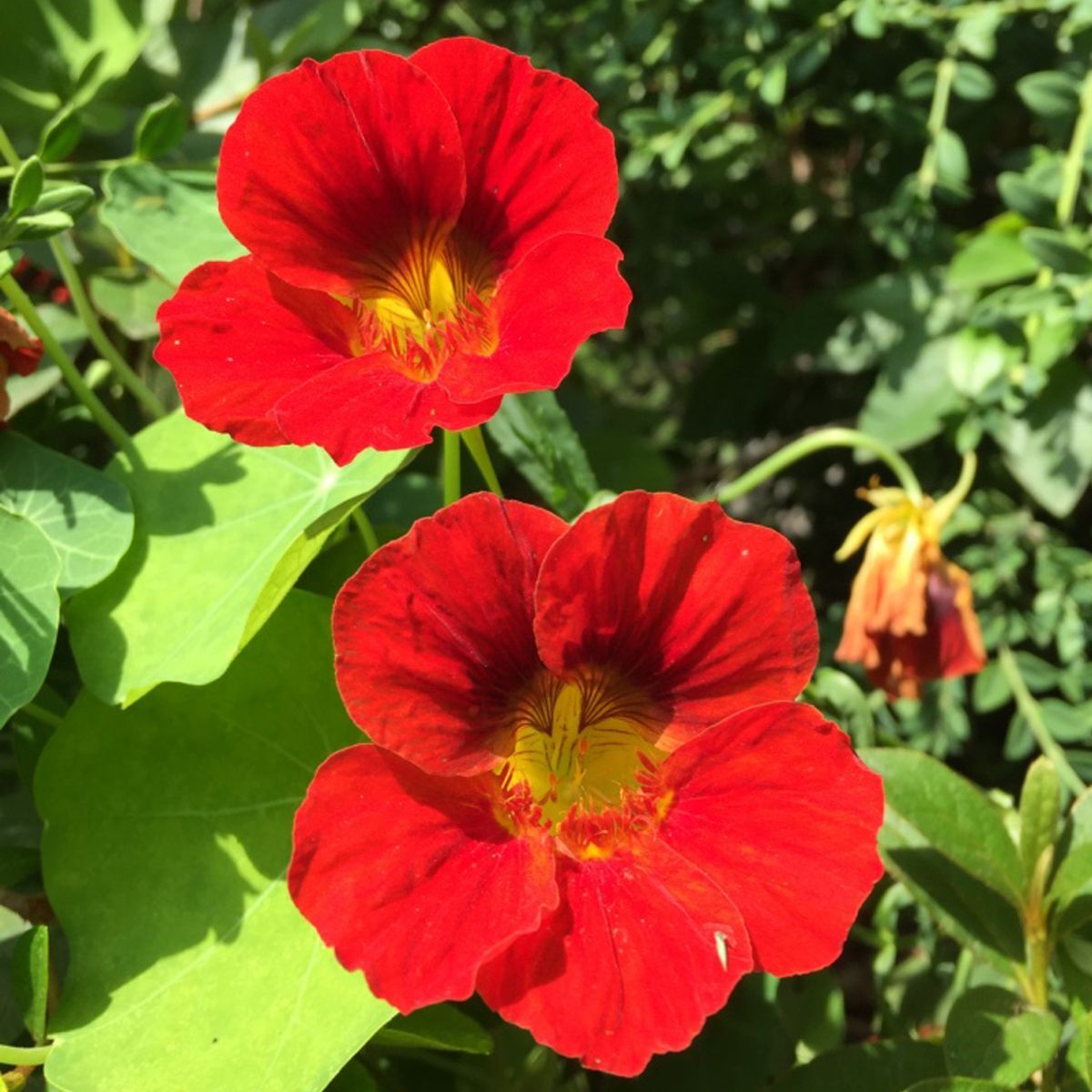 Nasturtium Gleam Scarlet Seeds