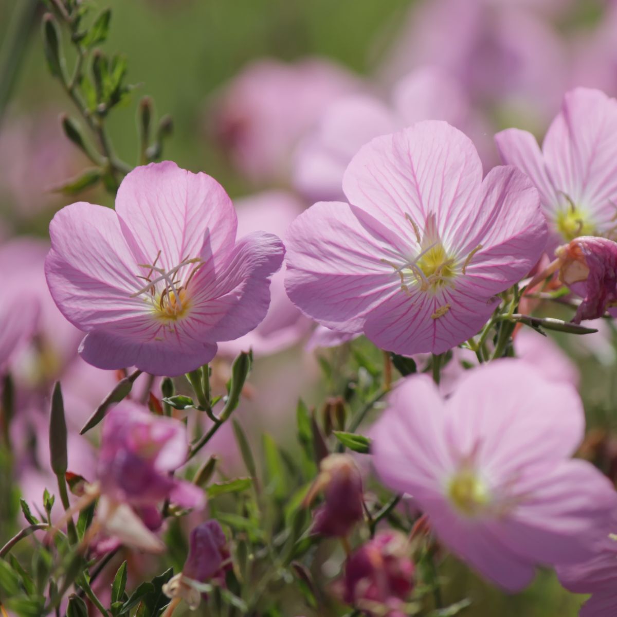 Evening Primrose Pink Seeds