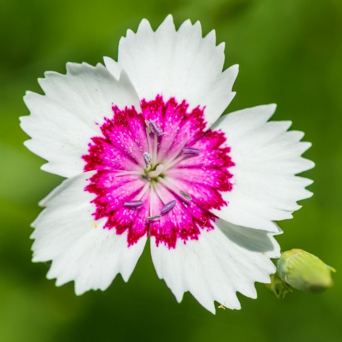 Dianthus Merry Go Round Seeds